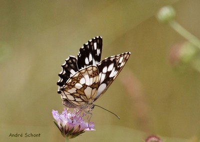 Melanargia galathea 